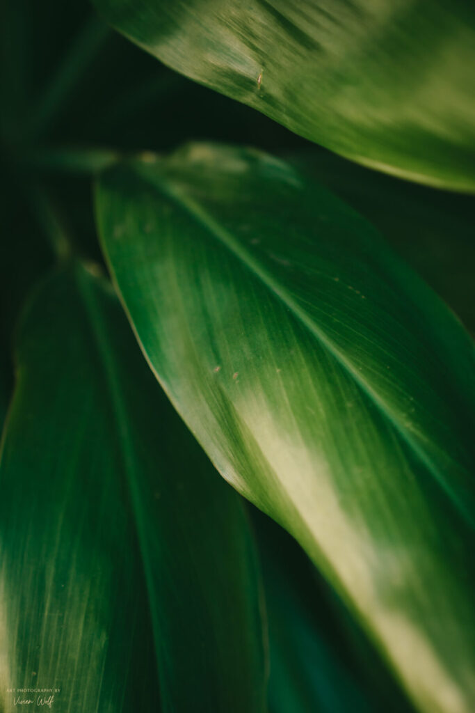 Grüne Blätter im tropischen Licht – Symbol für Wachstum, Natürlichkeit und die verkörperte Präsenz des selbstprojizierenden Projektors im Human Design.