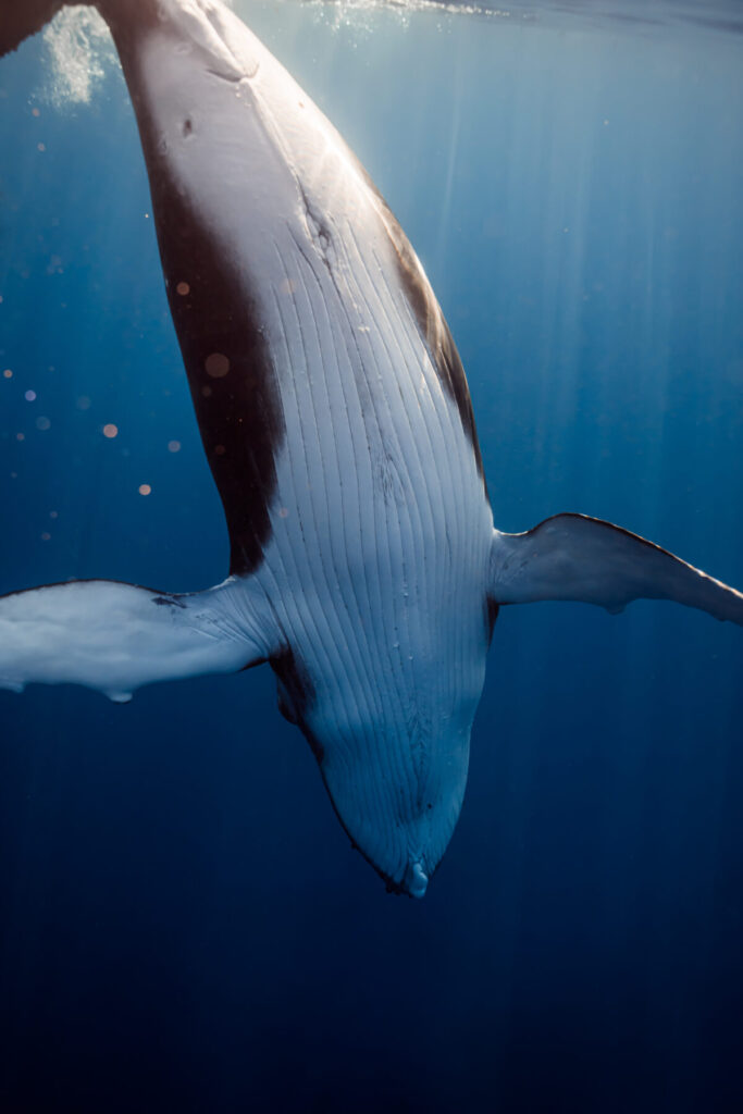 Großer Wal im tiefblauen Wasser – Human Design, 1/4 Profil, stille Kraft, uraltes Wissen, ruhige Größe und geerdete Stabilität.