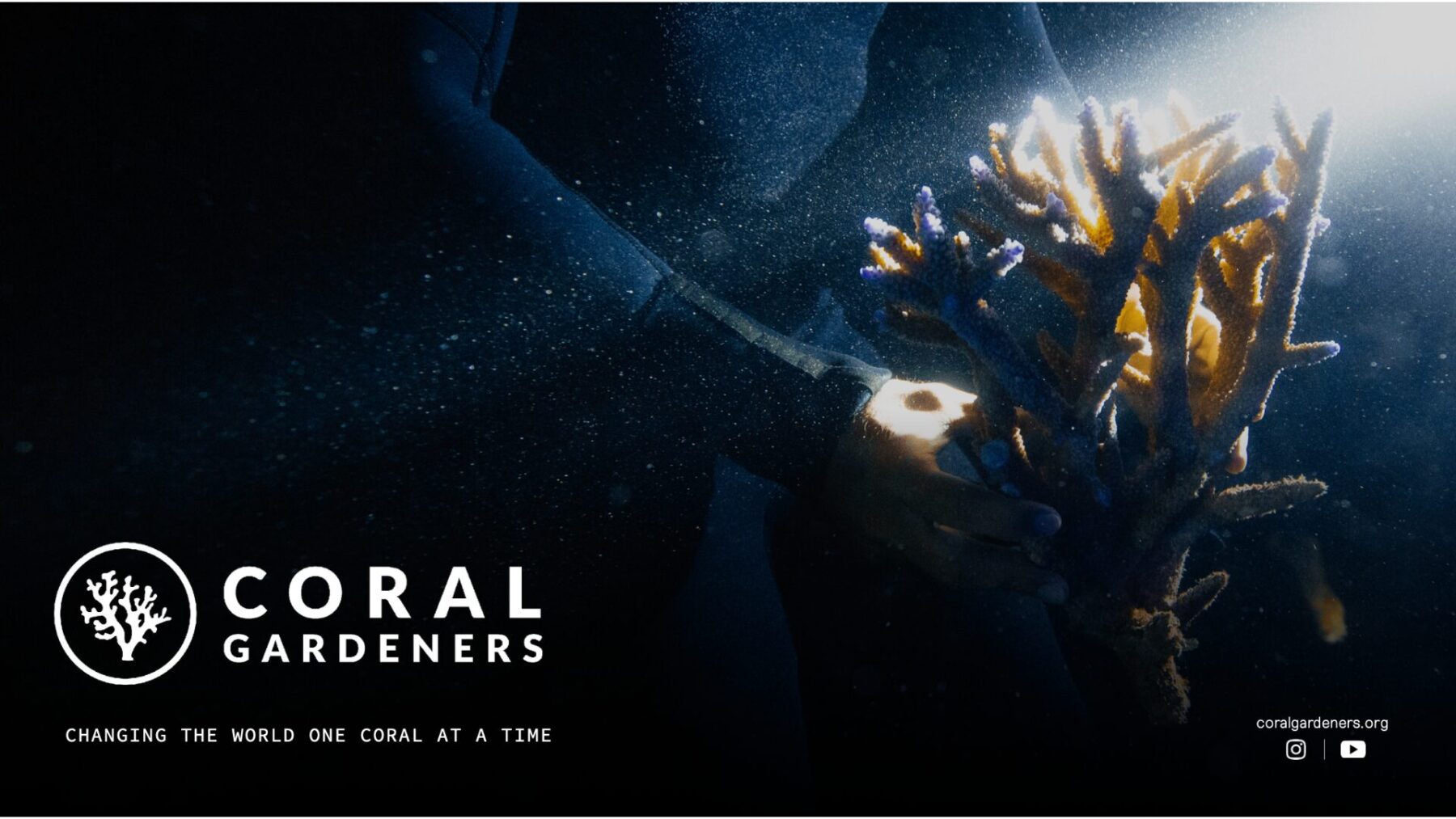 Taucher hält eine leuchtende Koralle im Meer – Symbol für die Arbeit von Coral Gardeners, die mit innovativer Wissenschaft Korallenriffe in Französisch-Polynesien wiederherstellen