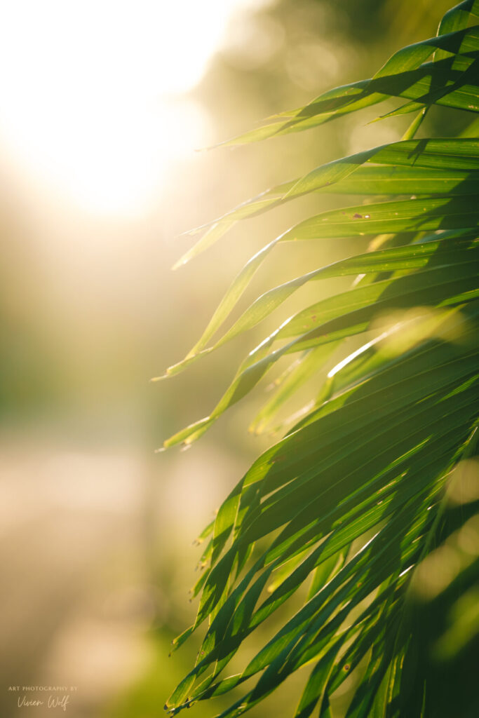 Licht empfangen – sanftes Sonnenlicht scheint durch grüne Palmblätter, zarte Präsenz, leuchtende Stille, Anfang eines heiligen Moments