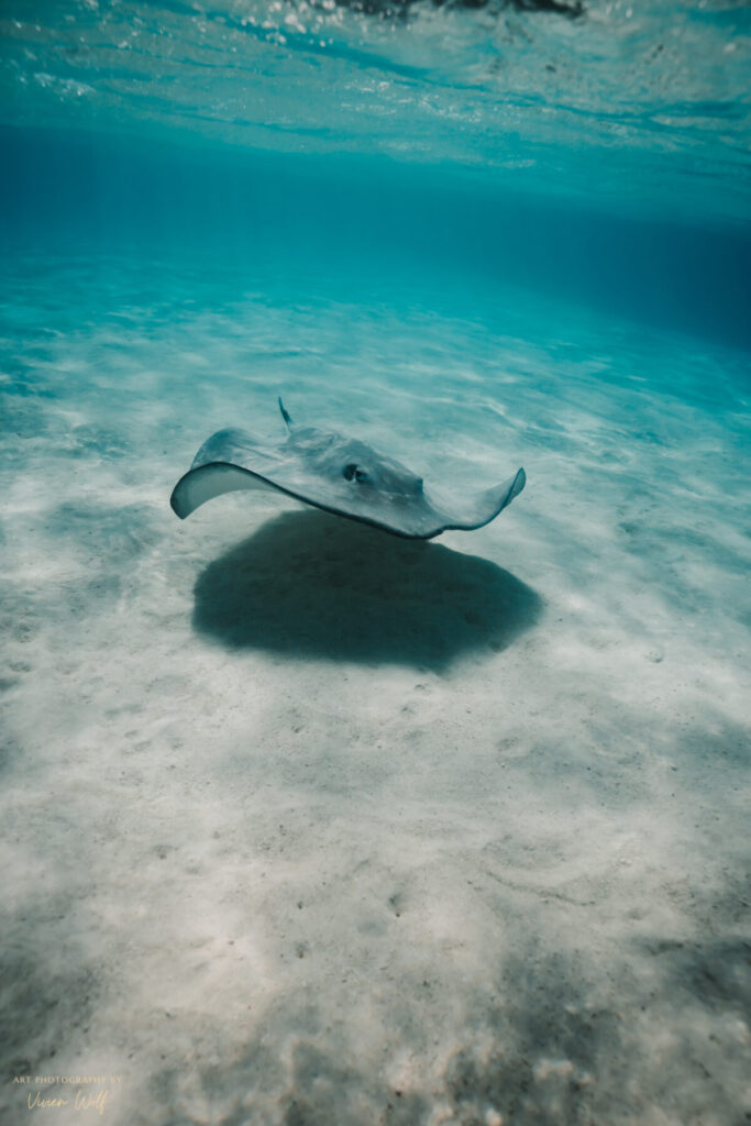 Kontinuierliche Transformation wählen – Rochen gleitet ruhig über sandigen Meeresboden, sanfte Unterwasserbewegung symbolisiert langsame Bewusstseinsentwicklung.