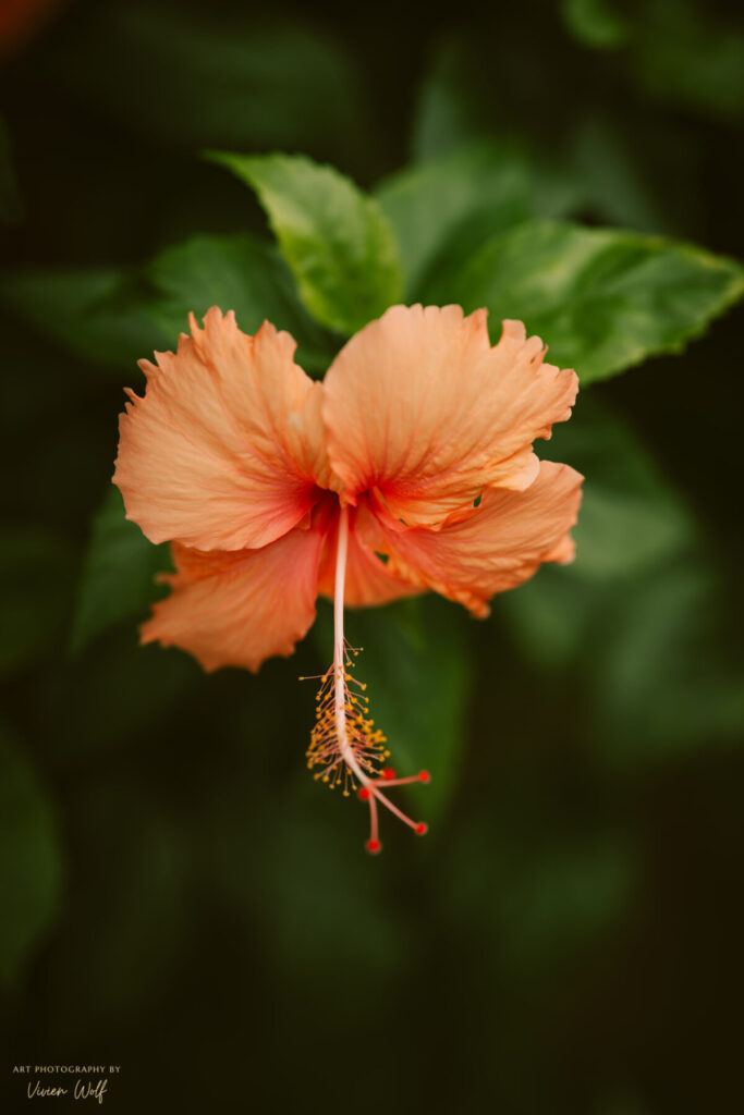 Leuchtend orangefarbene Hibiskusblüte vor dunklem Grün – Human Design Generator, Lebenskraft, sakrale Blüte, energetische Präsenz