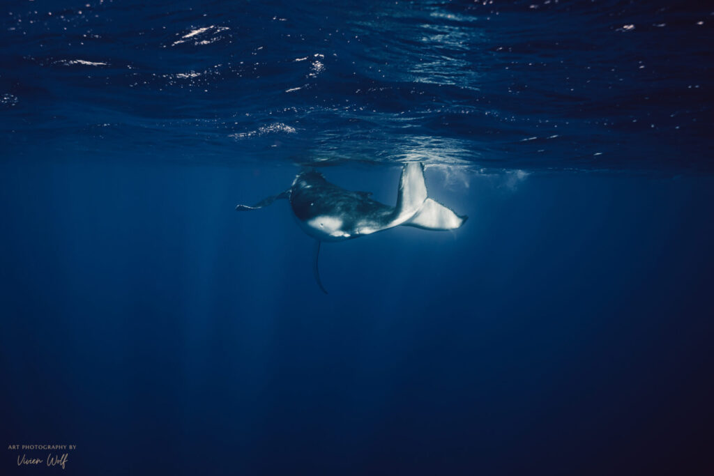 Mann und Frau – Manta gleitet durch tiefblaues Wasser, Licht auf Rückenflosse, Symbol für stille Größe, Balance und harmonisches Fließen