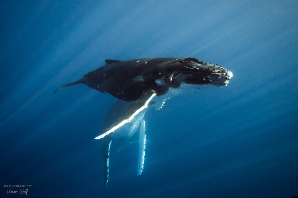 Zwei Buckelwale in Moorea - Französisch-Polynesien. Sinnbild für die Präsenz bei den Reisen & Retreats von Seas of Love