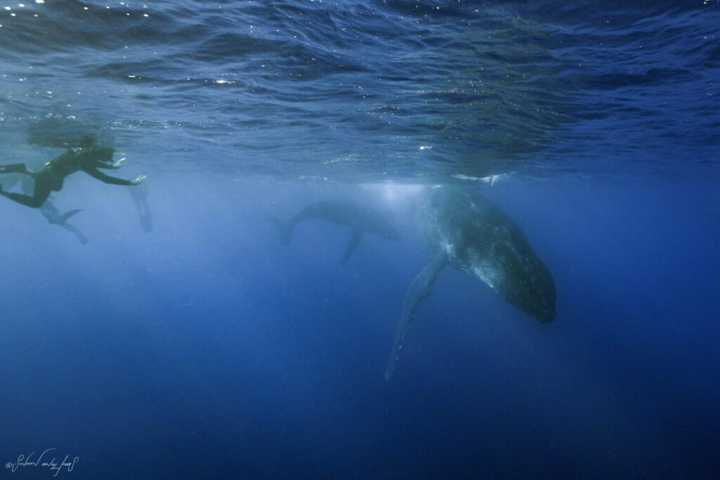 archaischer Sexualdrive – Freediver gleitet neben Walen, spürt die rohe Energie und Polarität des Urtriebs.