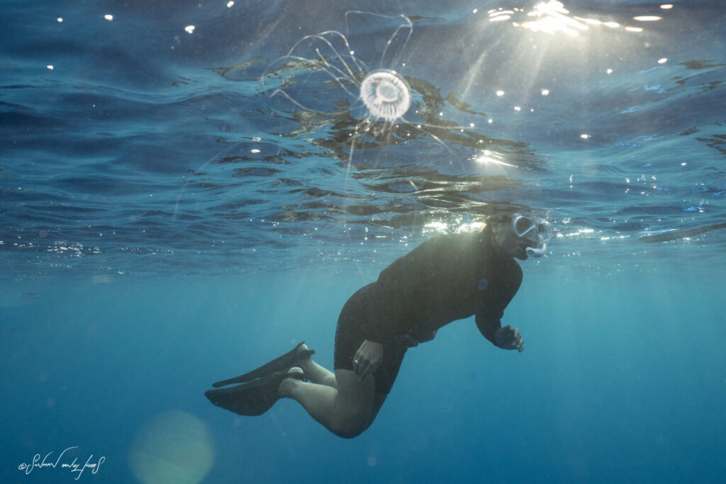 Wiederauferstehung tauchend – Freediver gleitet unter Wasser neben den Walen und kehrt mit neuem Bewusstsein in die Aufrichtung zurück.