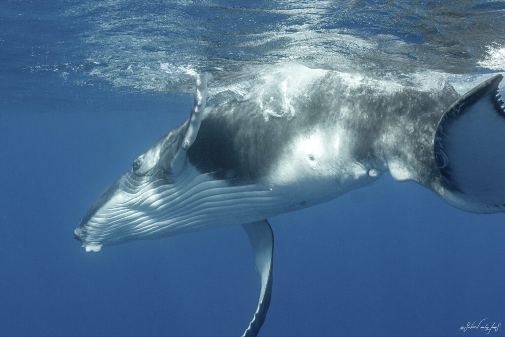 Magie des Ozeans – Manta schwebt majestätisch im Blau, Lichtreflexe, kraftvolle Bewegung, Weite und Ehrfurcht