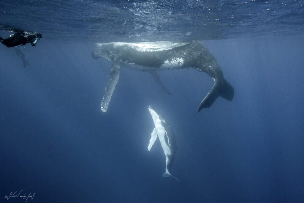Traumtor im Blau – Mutterwal mit Kalb gleitet synchron durchs Wasser und symbolisiert „Erlaube dir deine Träume“ als Reise ins Paradies deiner Seele.