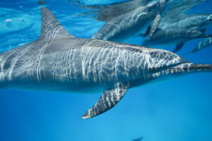 Delfin schwimmt im klaren blauen Wasser – nachhaltiger Delfintourismus, bewusste Begegnung mit Delfinen, Schutz der Meere, Sataya Naturpark, Delfinschutz