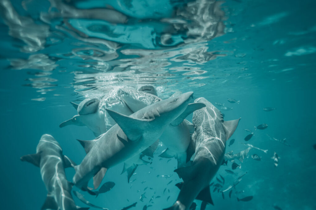 Im Fluss des Lebens – mehrere Haie kreisen unter der Wasseroberfläche im Licht, Symbol für Urinstinkt, Präsenz und energetische Klarheit