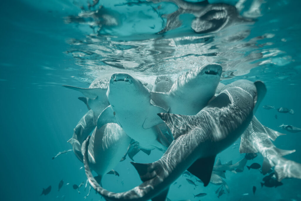 Besetzung und Versuchung – Haie schwimmen bedrohlich durchs türkisfarbene Wasser, Szene voller Spannung, Dynamik und symbolischer Dunkelheit