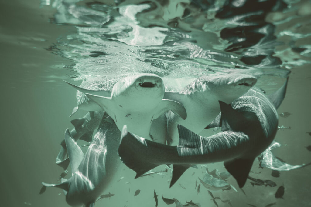 Unter den Fischen – Herz öffnen trotz Chaos. Haie und Fische im Wasser, Bewegung, Überfluss, Mut, tiefe Begegnung