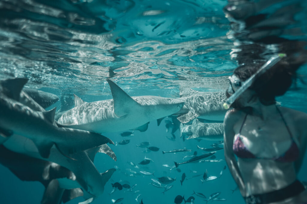 Tiefes Eintauchen wählen – Taucher umrankt von Haien im klaren Wasser, mutiges Eintauchen in die Angst spürbar.