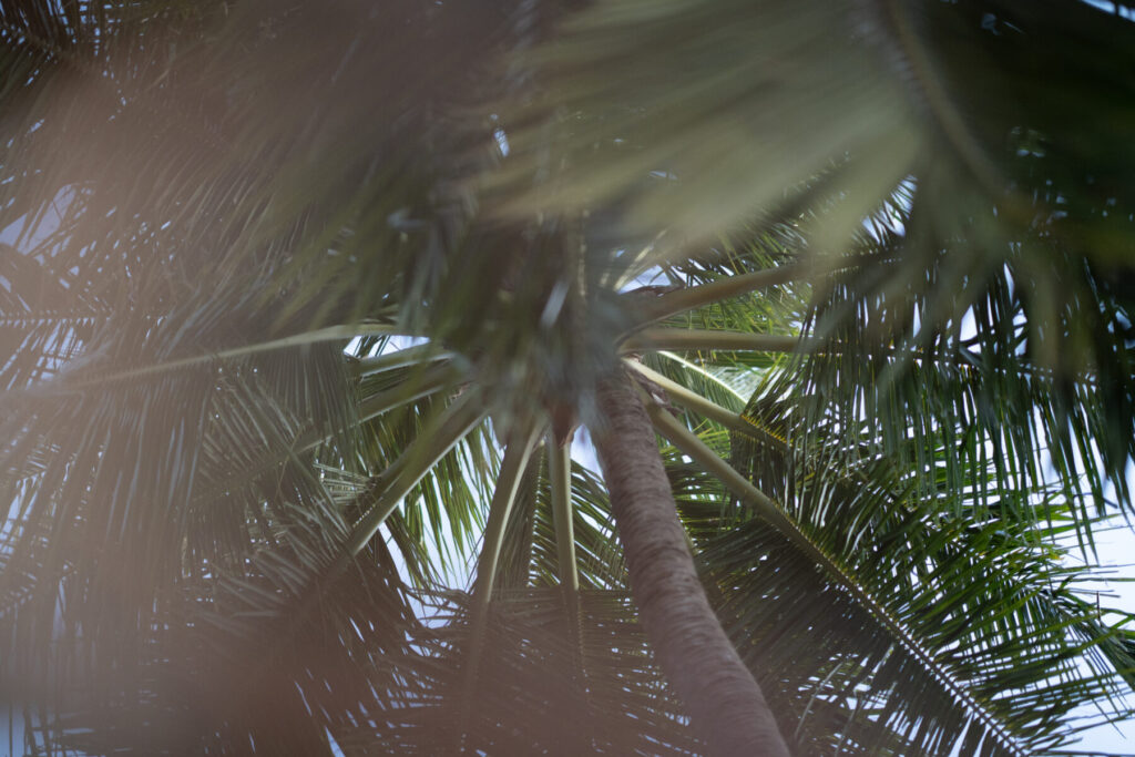 Die Macht des Glaubens – Blick durch Palmenkronen in den Himmel, unscharfer Bildrand, Symbol für Ausrichtung, Natur und geistige Öffnung