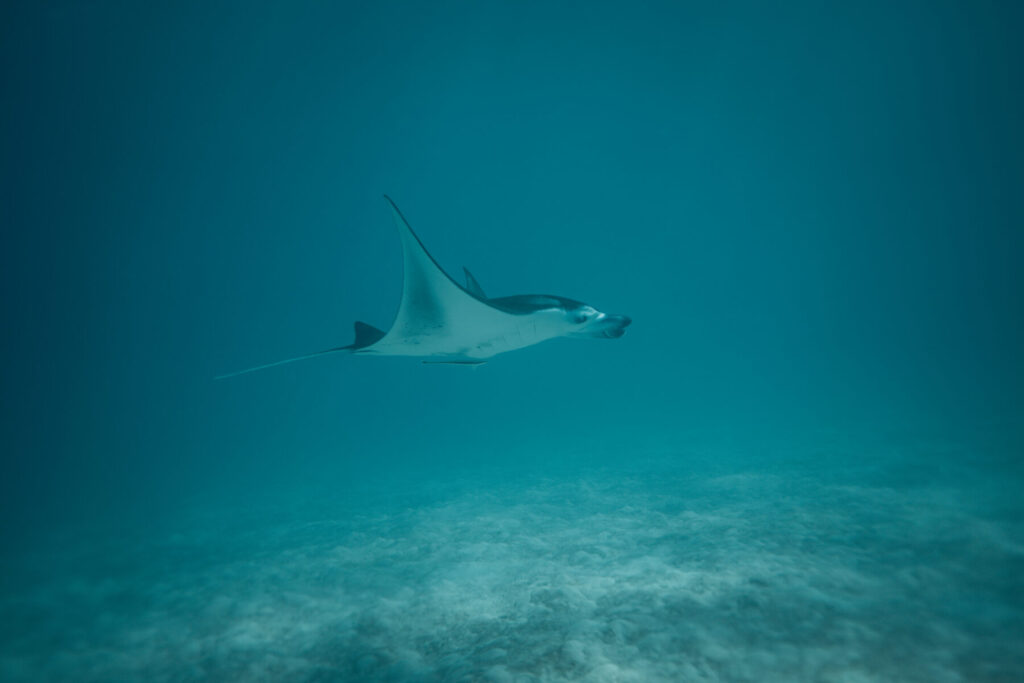 Raum und Zeit – Manta schwebt durch klares tiefblaues Wasser über dem Meeresboden, Symbol für Weite, Stille und natürliche Präsenz