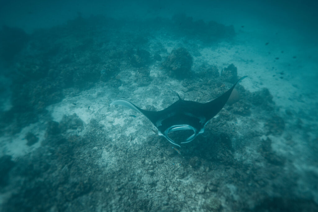 Manta im Ozean – Ausdruck der stillen Größe und Gelassenheit des 4/6 Profils, das in Tiefe und Weite führt, ohne laut zu sein