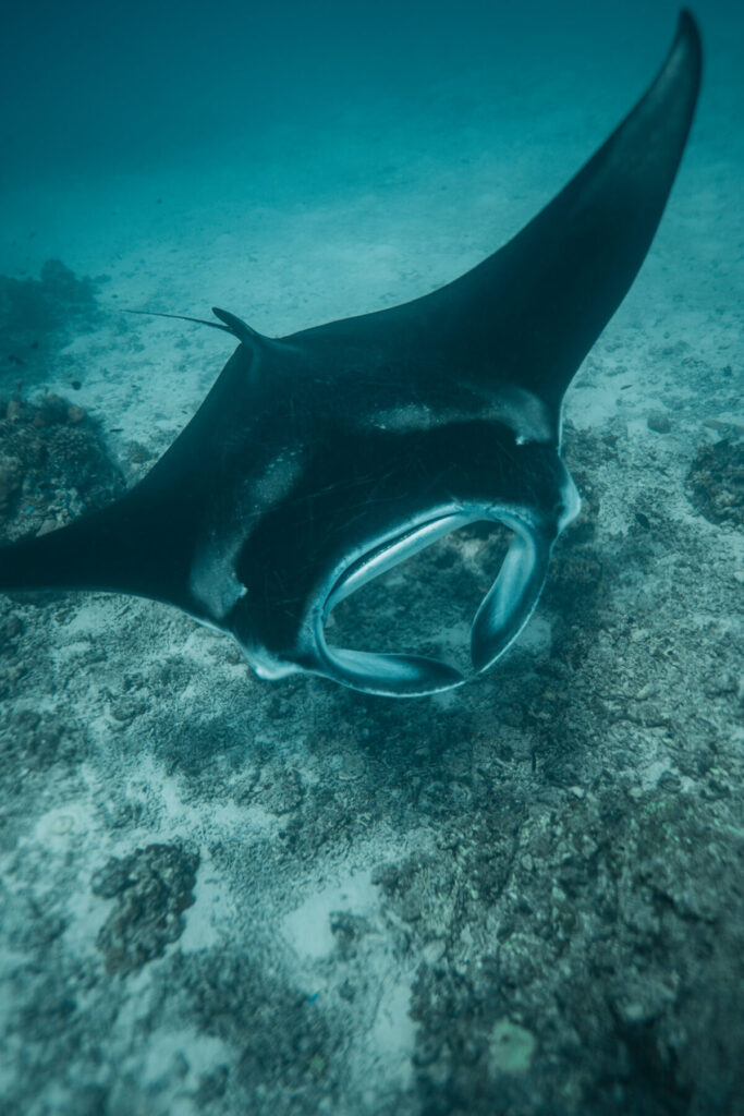 Es gibt keine Probleme – Manta gleitet lautlos durch klares Wasser über dem Grund, Symbol für Weite, Fluss und sanfte Stärke