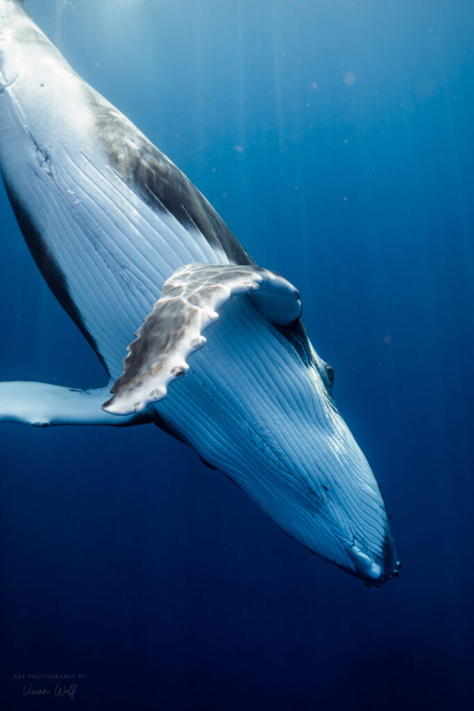 Freiheit im Zentrum wählen – Buckelwal taucht im klaren Ozeanwasser auf, Fluke hebt sich, Symbol kraftvoller Offenheit.