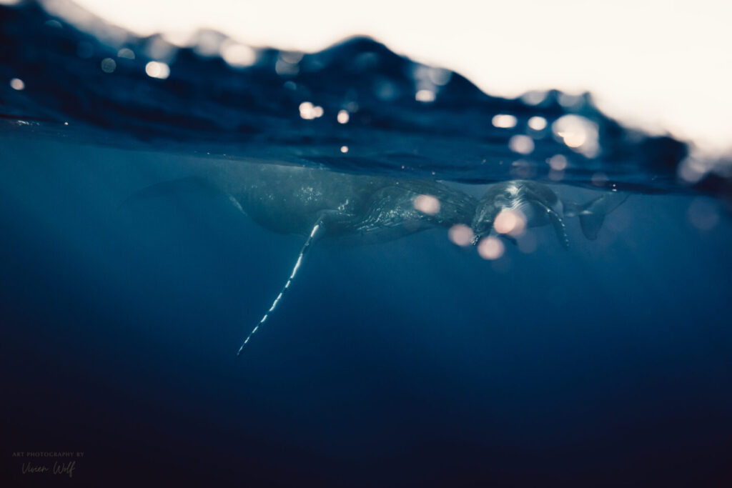 Den Moment ergreifen – Wal unter der Wasseroberfläche, still und kraftvoll im Ozean, Symbol für Tiefe, Präsenz und das Erkennen des richtigen Augenblicks
